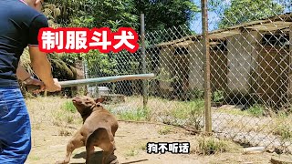 小伙抡起棍子打狗，斗犬比特受惊，会不会反戈一击