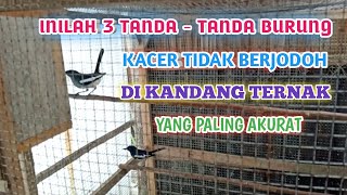 3 CIRI - CIRI BURUNG KACER TIDAK BERJODOH DIKANDNG TERNAK