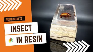 HOW TO PUT A BUG IN RESIN/RESIN ART