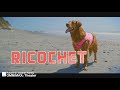 Superpower Dogs: Ricochet