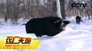 《农广天地》雪原林海  美味飘香 20181223 | CCTV农业