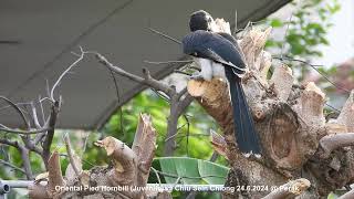 Oriental Pied Hornbill (Juvenile \u0026 Male) @ Chiu S C DSCN9261