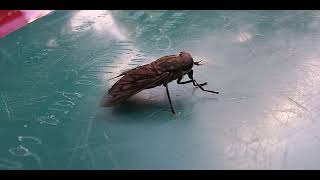 up close of horse fly who is not going to bite me if I can help it