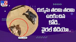 కుక్కను తరిమి తరిమి ఉరికించిన కోడి.. - TV9