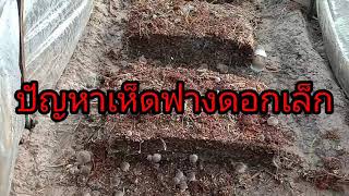 เห็ดฟางดอกเล็กเกิดจากอะไร