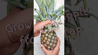 How to grow pineapple from scrap // Pineapple propagate in soil // #pineapple #gardenig