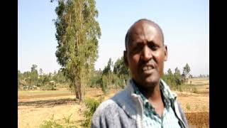 ዩቲዩብ የበጋ ስንዴን ማላመድ 2013