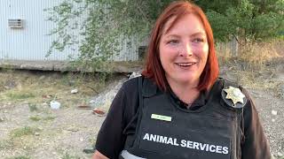 Part 6: What is TNR (Trap, Neuter, Return) and How it Works in the Community