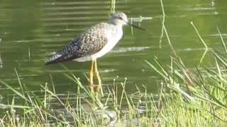 greater yellowlegs calling