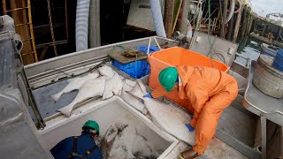 Delivering Our Halibut Haul! Cleaning Up, Prepped, and Ready for More Halibut!