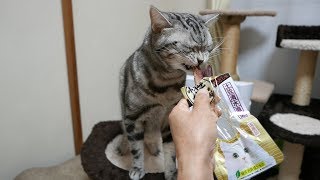 久々の焼かつおに大喜びな猫