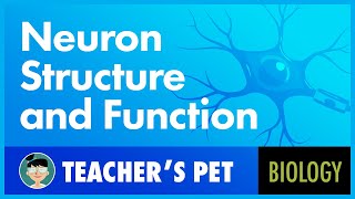 Neuron Structure and Function