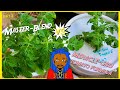 Miracle-gro Tomato Formula vs Masterblend for Kratky Method Hydroponics part 3