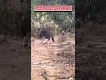 ネッコさん見て癒やされたら寝ろwww 動物 ネコ