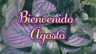 Bienvenido Agosto 💐🌷