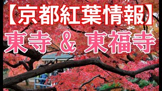 【京都紅葉情報】東寺\u0026東福寺 [Kyoto Autumn Leaves Information] Toji \u0026 Tofukuji