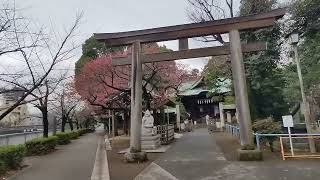 🌸荏原神社の寒緋桜