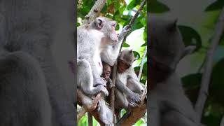 Ep1064.Super Cute Monkeys Playing and Being Adorable!