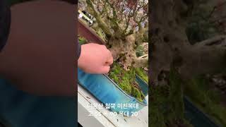 미친목대 철쭉 여봉산 #bonsai #bonsaikorea #분재경매 #대산 분재경매장