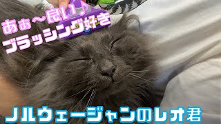 猫をファーミネーターでブラッシングしてみたら、天使のような表情を見せてくれました【ノルウェージャンフォレストキャット】