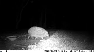 Toguard H80 Trail Wildlife Camera Nighttime Videos Only Worcester, UK 23rd To 26th July 2020