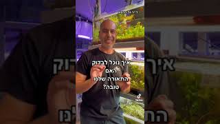 צמח אינדיקטור