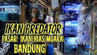 PASAR IKAN HIAS MUARA BANDUNG #Desember2022 #ikanhiasairtawar