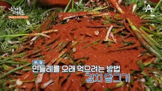 건강고수의 폐암 극복 비결 [민들레]를 이용한 특별한 레시피 大공개~!! l 신대동여지도 289회