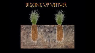 How to Dig Up a  Vetiver Grass Clump