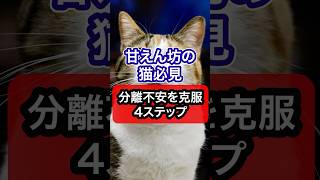 【甘えん坊の猫必見】分離不安を克服4ステップを獣医師が解説 #猫のいる暮らし #ねこ #猫 #cat #ねこのいる生活 #獣医師 #保護猫