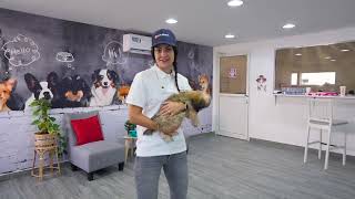 The Pet Watch App - Training Highlights - Olivier Zoppi Pawsychology Training Center