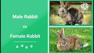 👉ඔන්න අපි 🐰🐰හා යළුවා බලන්න යන්නේ. 🥰🥰#subscribe #like #viral #shere #animals