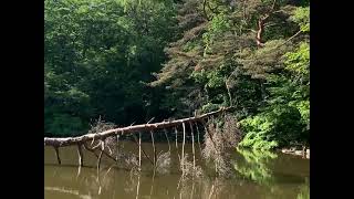 【サウンドスケープ】日本の音風景100選～長野県・塩嶺の小鳥のさえずり～