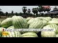 தர்பூசணி பயிரிட்டு அதிக லாபம் ஈட்டியதாக விவசாயி மகிழ்ச்சி watermelon agriculture cultivation