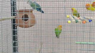 #African love Birds #ALB #New breeding setup