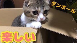 ダンボールかじりにハマった子猫【スコティッシュフォールド】【Scottish Fold】