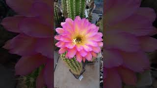 WOW! #cactus #flowers #nature #echinopsis #gardening #cacti