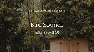 8 Minutes of Muller's Barbet Bird Sounds｜8分鐘五色鳥叫聲