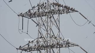 Kites by the thousands sit atop pylons at Gazipur dump yard in Delhi - Asia's largest dump?