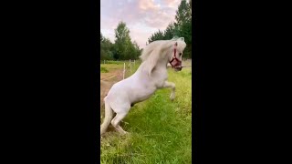 Funny Horses Show Strength Try Not To Laugh It's Really Strongest Horse Funny Video 2022 # 67