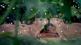 神戸どうぶつ王国「春の訪れ 篇」web用