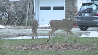 Deer collisions: Do you brake or swerve?