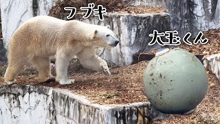 【感動】フブキと大玉くん‼1年10か月ぶりの再会🐻‍❄️