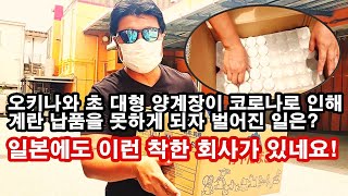 일본 오키나와에서 대형 호텔에 계란을 납품하던 한 초대형 양계장 회사가 코로나로 인해 계란 납품을 못하자 생긴일! 일본에도 착한 회사가 있네요!