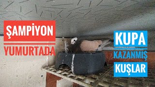 KÜMES ZİYARETİNDE ŞAMPİYON KUŞLARA DENK GELDİK KUPALAR HAVADA UÇUYOR