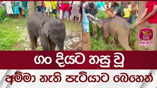 ගං දියට හසු වූ අම්මා නැති පැටියාට බෙහෙත් | Rupavahini News