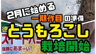 【家庭菜園】#53 とうもろこし2月から始める1期目開始！栽培の準備（発芽と育苗）