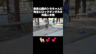 😅外国人女性さん、奈良公園のシカさんに完全にロックオンされる【奈良】【鹿】【外国人観光客】 #zipang紀行#奈良の鹿 #外国人観光客 #shorts