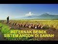 Beternak Bebek Sistem Angon Di Sawah