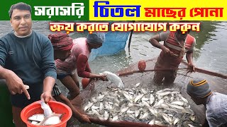 চিতল মাছের পোনা । ভালো পোনা চেনার উপায়। Chitol maser pona